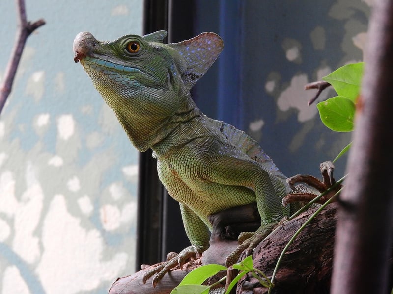 Basilisk